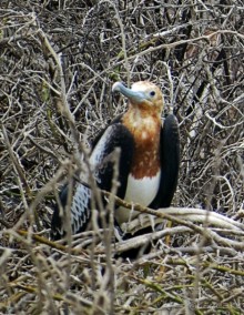 Галапагосские острова — №1 в списке Всемирного наследия