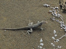 Галапагосские острова — №1 в списке Всемирного наследия