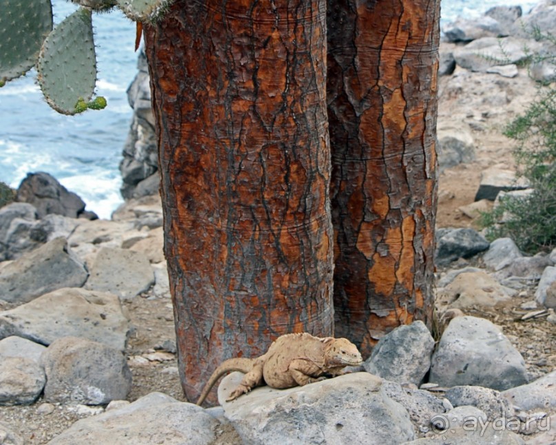 Галапагосские острова — №1 в списке Всемирного наследия