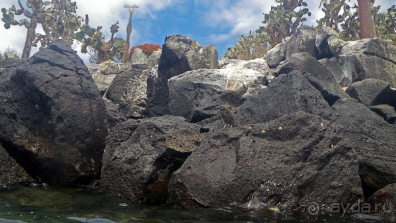 Галапагосские острова — №1 в списке Всемирного наследия