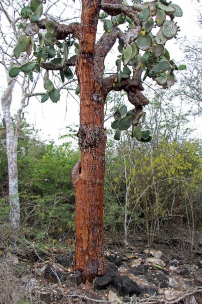 Галапагосские острова — №1 в списке Всемирного наследия