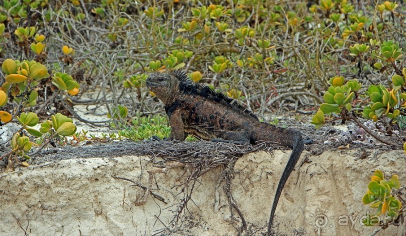Галапагосские острова — №1 в списке Всемирного наследия