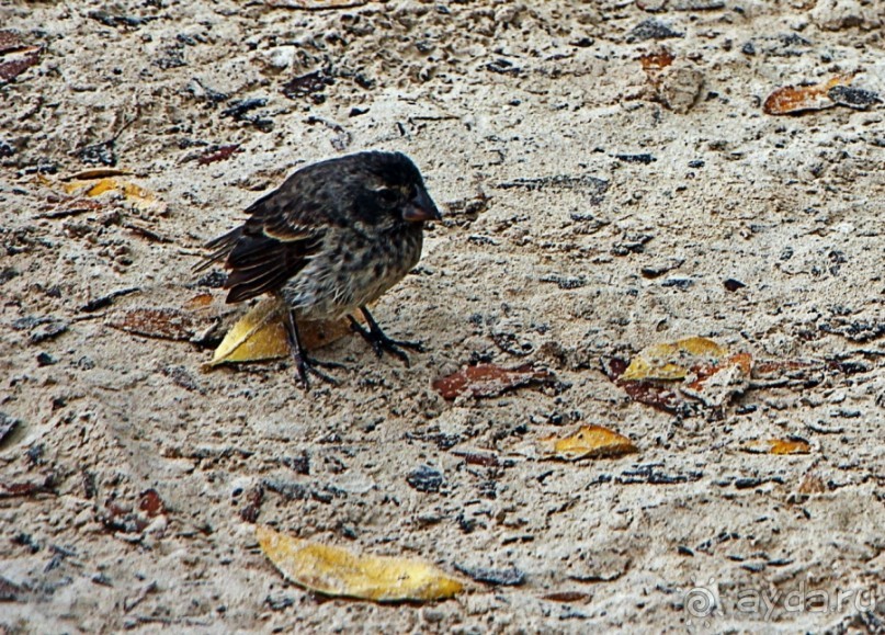 Галапагосские острова — №1 в списке Всемирного наследия