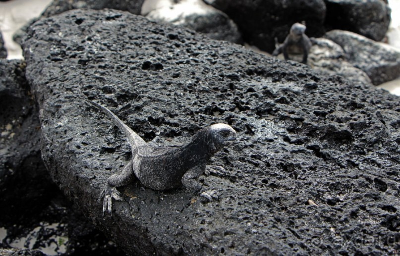 Галапагосские острова — №1 в списке Всемирного наследия