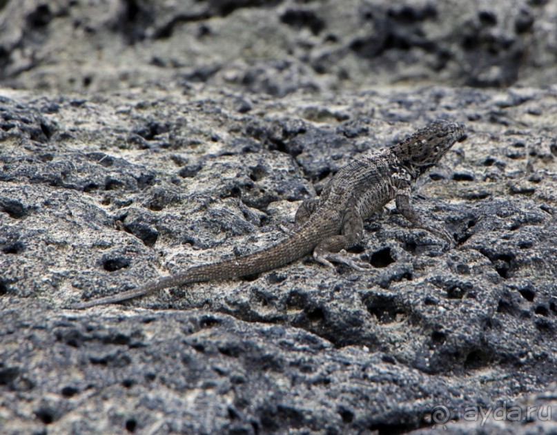 Галапагосские острова — №1 в списке Всемирного наследия