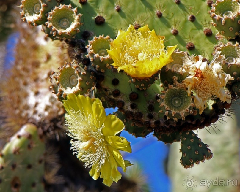 Галапагосские острова — №1 в списке Всемирного наследия