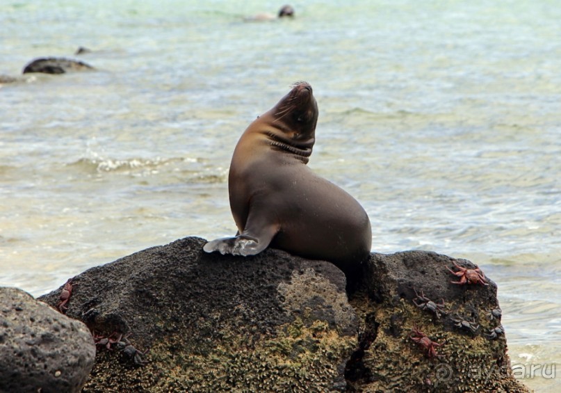 Галапагосские острова — №1 в списке Всемирного наследия