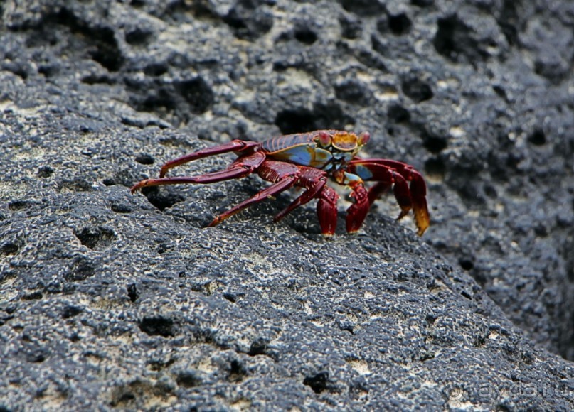 Галапагосские острова — №1 в списке Всемирного наследия
