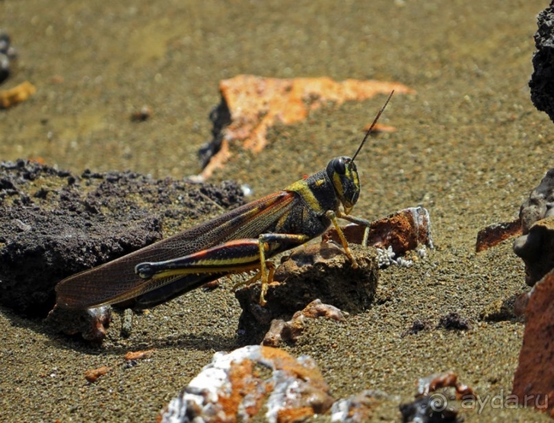Галапагосские острова — №1 в списке Всемирного наследия