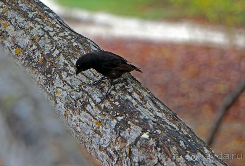 Галапагосские острова — №1 в списке Всемирного наследия