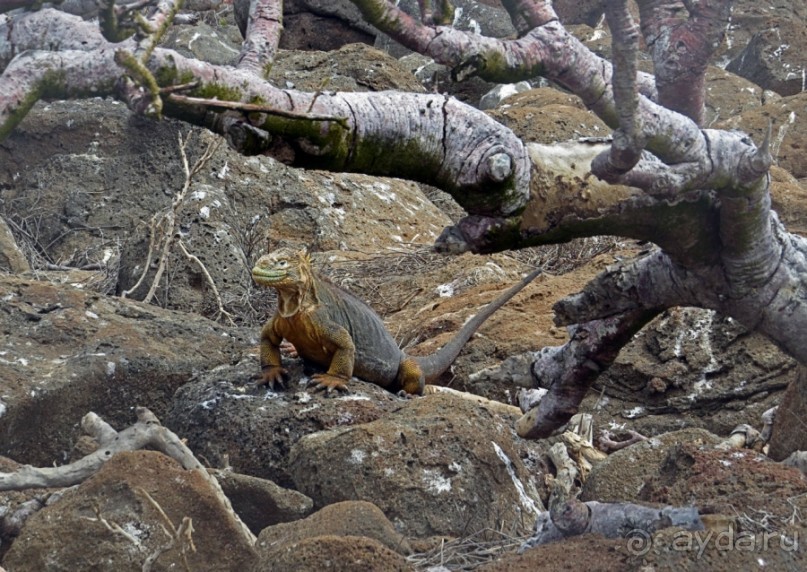 Галапагосские острова — №1 в списке Всемирного наследия
