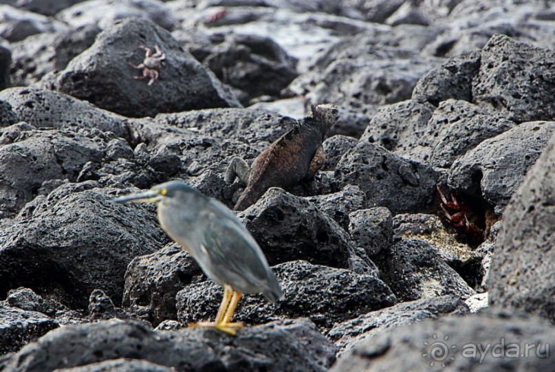 Галапагосские острова — №1 в списке Всемирного наследия