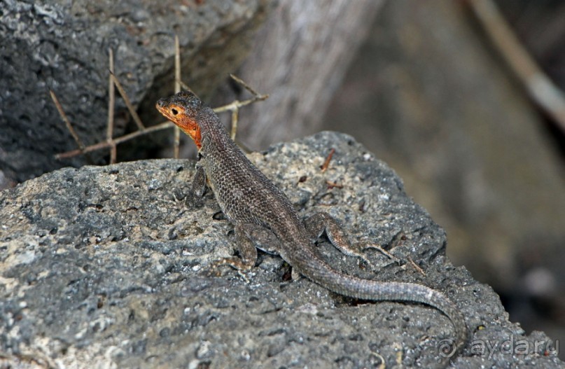 Галапагосские острова — №1 в списке Всемирного наследия
