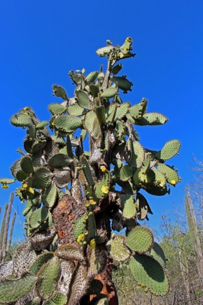 Галапагосские острова — №1 в списке Всемирного наследия
