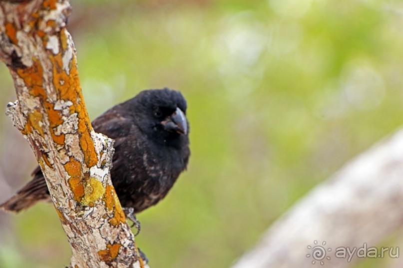 Галапагосские острова — №1 в списке Всемирного наследия