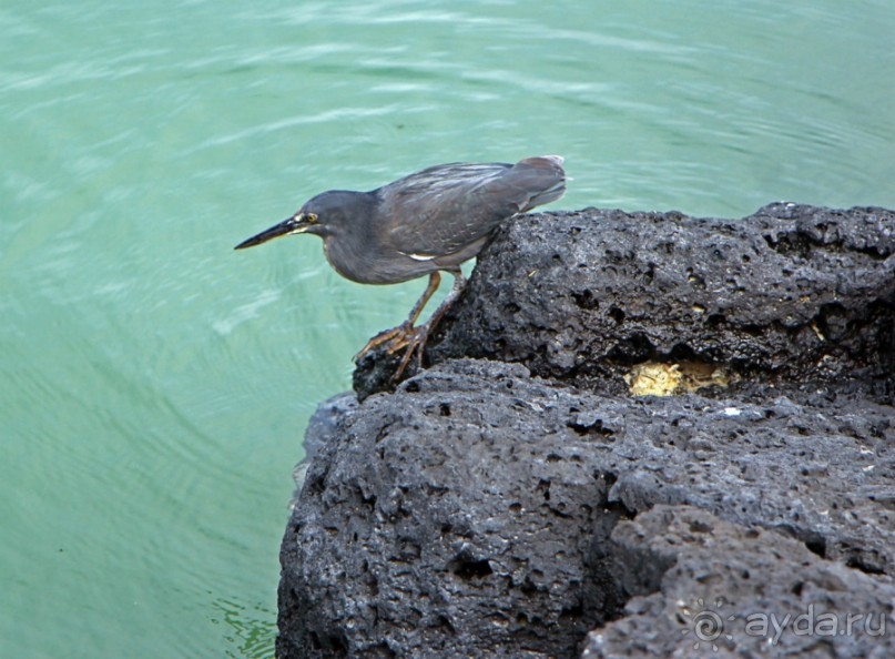 Галапагосские острова — №1 в списке Всемирного наследия