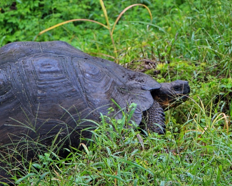Галапагосские острова — №1 в списке Всемирного наследия