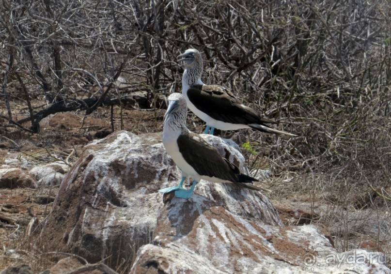 Галапагосские острова — №1 в списке Всемирного наследия