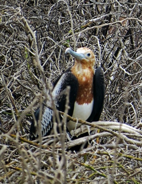Галапагосские острова — №1 в списке Всемирного наследия