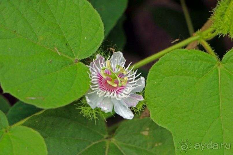 Галапагосские острова — №1 в списке Всемирного наследия