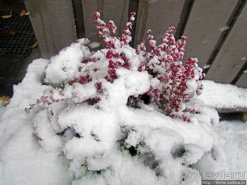 Норвегия непредсказуемая. Октябрьские метели в Тронхейме