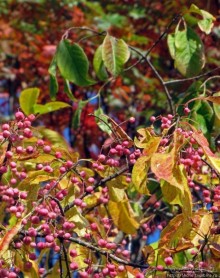 В горы в поисках красных момидзи