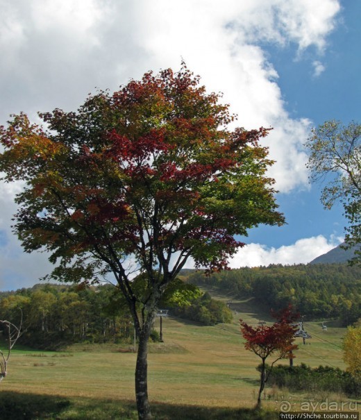 В горы в поисках красных момидзи