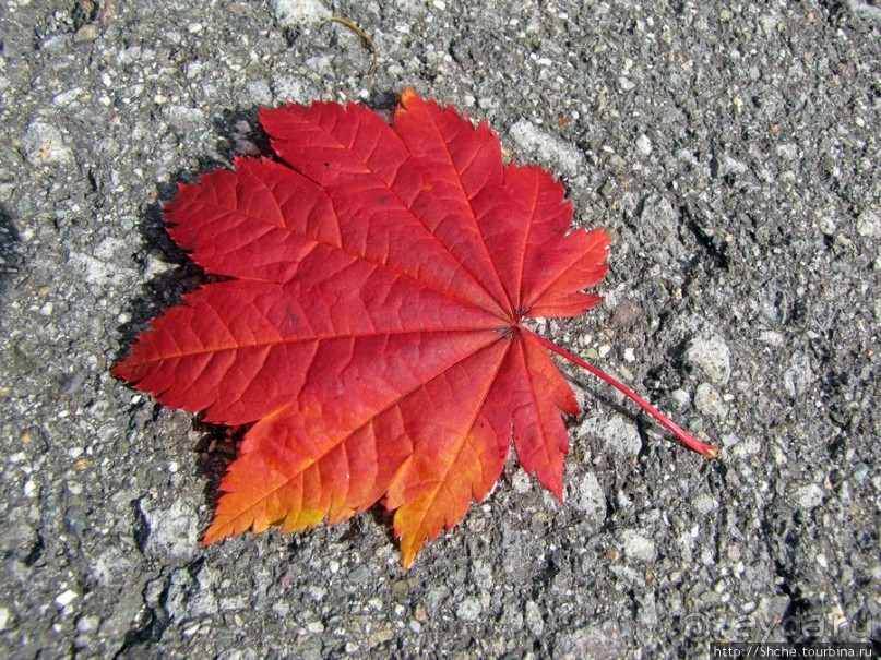 В горы в поисках красных момидзи