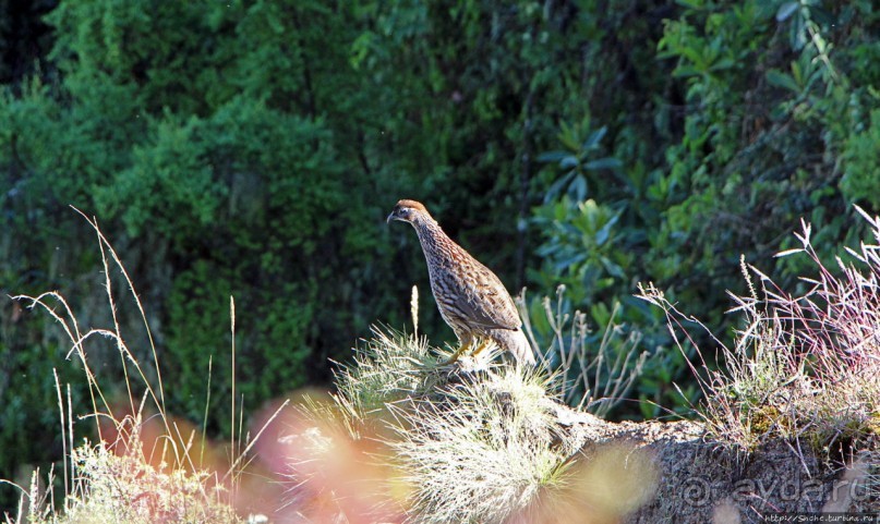 500-метровый, но такой малоизвестный водопад в Эфиопии