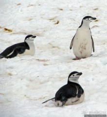Robert island — антарктический рай для животных и птиц