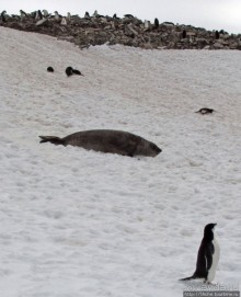 Robert island — антарктический рай для животных и птиц