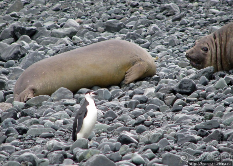 Robert island — антарктический рай для животных и птиц