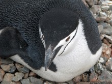 Robert island — антарктический рай для животных и птиц