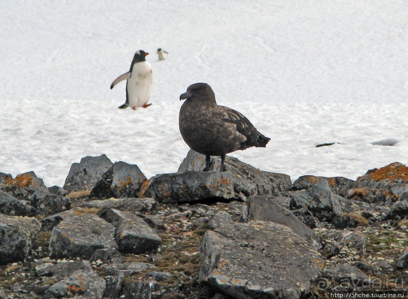 Robert island — антарктический рай для животных и птиц