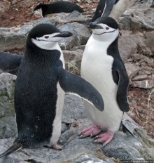 Robert island — антарктический рай для животных и птиц