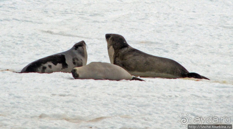 Robert island — антарктический рай для животных и птиц