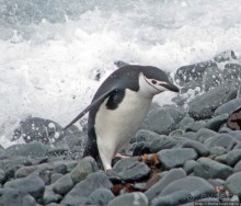 Robert island — антарктический рай для животных и птиц