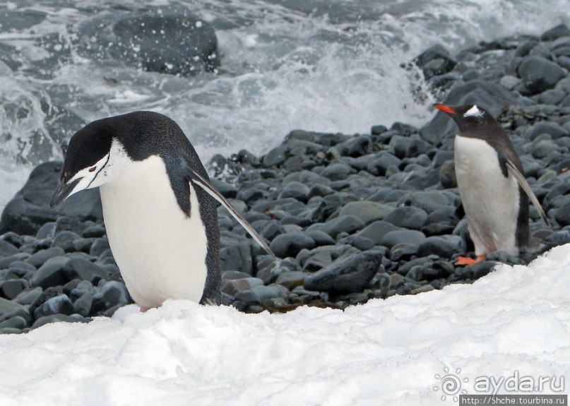 Robert island — антарктический рай для животных и птиц
