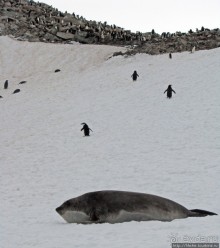 Robert island — антарктический рай для животных и птиц