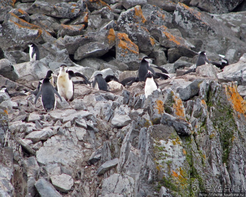 Robert island — антарктический рай для животных и птиц