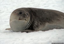 Robert island — антарктический рай для животных и птиц