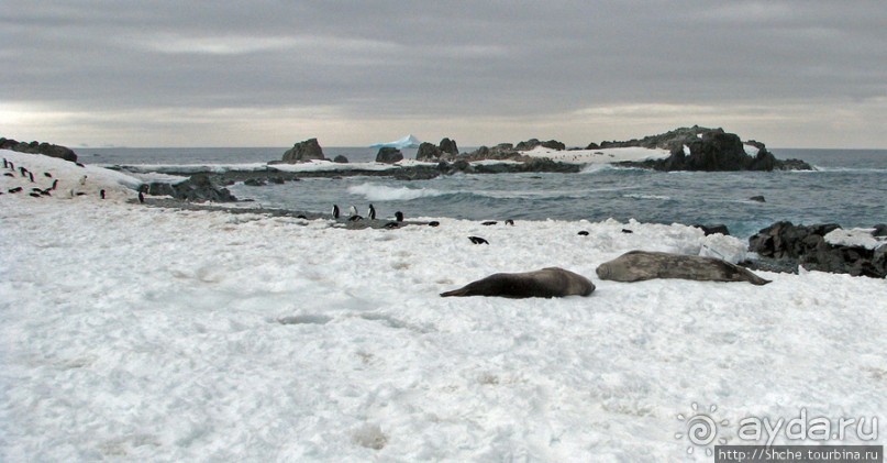 Robert island — антарктический рай для животных и птиц