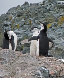 Robert island — антарктический рай для животных и птиц