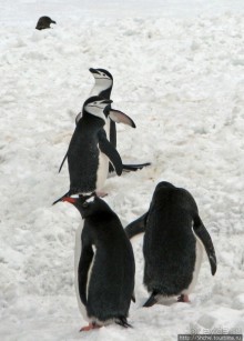 Robert island — антарктический рай для животных и птиц