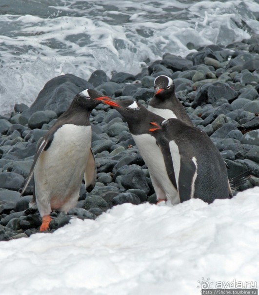 Robert island — антарктический рай для животных и птиц