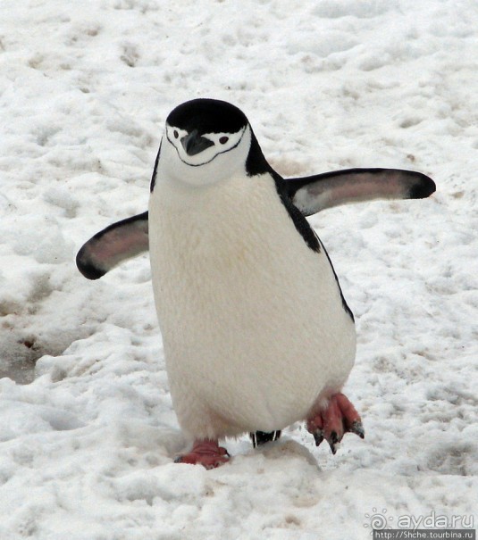 Robert island — антарктический рай для животных и птиц