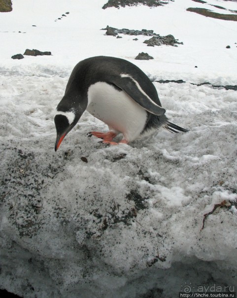 Robert island — антарктический рай для животных и птиц