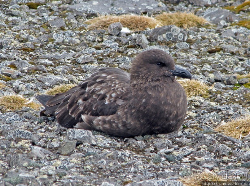 Robert island — антарктический рай для животных и птиц