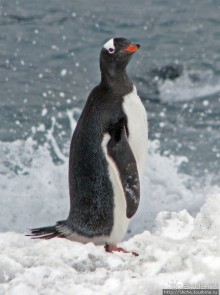 Robert island — антарктический рай для животных и птиц