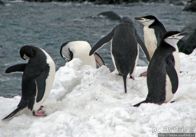 Robert island — антарктический рай для животных и птиц